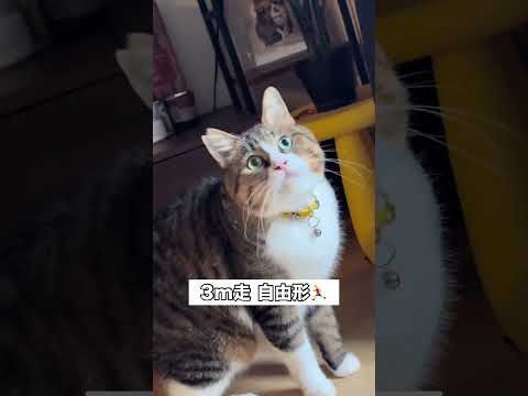 猫ってなんでこんなに面白いの？シリーズ 猫 にゃんこ shorts サムネイル