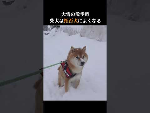 柴犬は大雪になると拒否犬になりやすい！？ shibainu 大雪 犬のいる生活 サムネイル