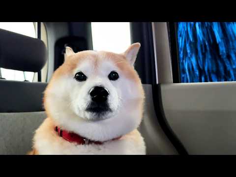 散歩と思って期待してたら洗車機に連れてかれ、顔をまん丸にしてビビり散らかす柴犬 サムネイル