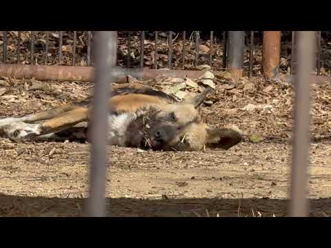 ポカポカでお昼寝リカオン　浜松市動物園にて　2026年2月15日 サムネイル