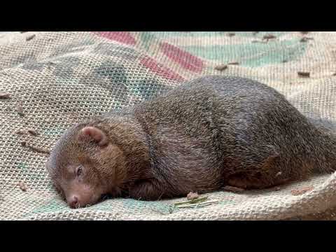 まどろろむ　コビトマングース　上野動物園にて　2026年2月6日 サムネイル