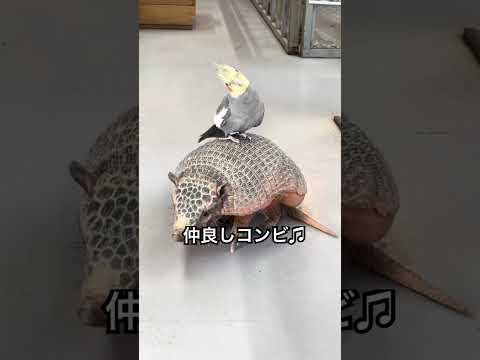 ふれあい館の仲良しコンビ♫動物 友達 friends