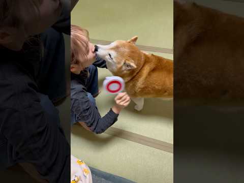 柴犬福 姉を上手にケアしていいねボタンを連打される柴犬🤣Sis and Shiba🤣姉と柴 shorts japane… サムネイル