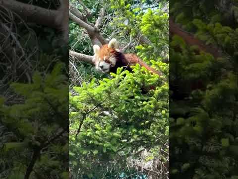 shorts 木の上から みいちゃん　レッサーパンダ　千葉市動物公園にて　2026年5月9日 サムネイル