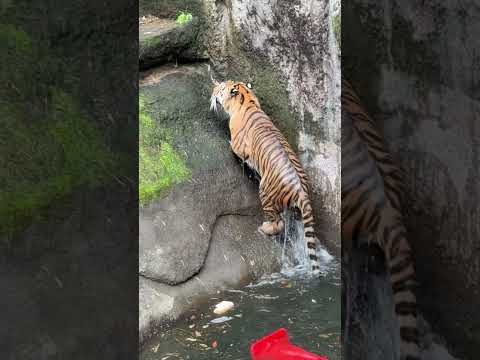 shorts ゴールしたら必ず上がる(往復しない)サーシャちゃん😊　アムールトラ　浜松市動物園にて　2026年4月5日