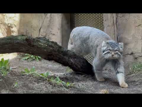 そろそろ交代時間なナゴムくん🤭　マヌルネコ　那須どうぶつ王国にて　2026年4月11日 サムネイル