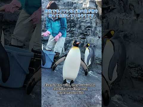 【旭山動物園】ペンギンのもぐもぐタイム！🐧🐟[Asahiyama Zoo] Penguin munching time… サムネイル