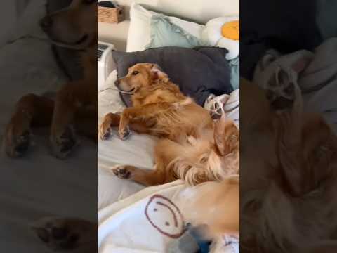 coming home to my golden retriever🥵 goldenretreiver dog ind… サムネイル