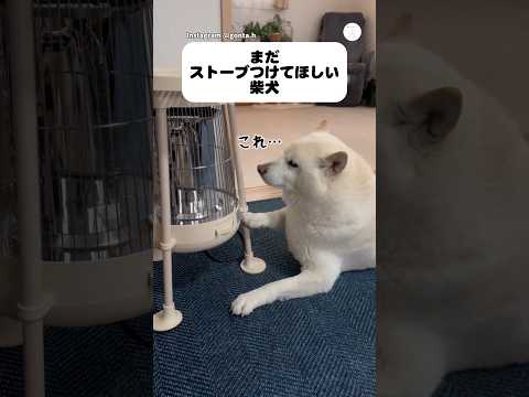 まだストーブをつけてほしい柴犬、その行動が可愛すぎる　　柴犬　白柴　犬　いぬ　かわいい犬 サムネイル