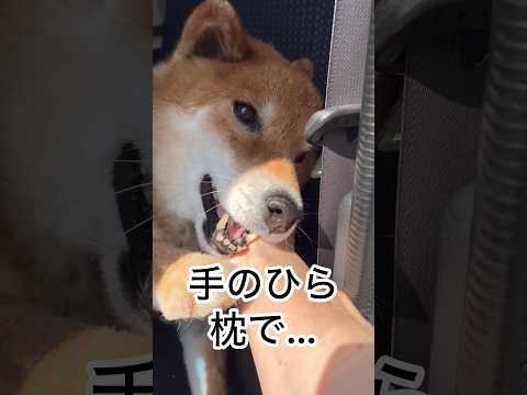 ’26.5.10 朝から…甘える力丸… 柴犬 shibainu 柴犬のいる暮らし 柴犬の日常 車中泊犬 甘える犬 力丸