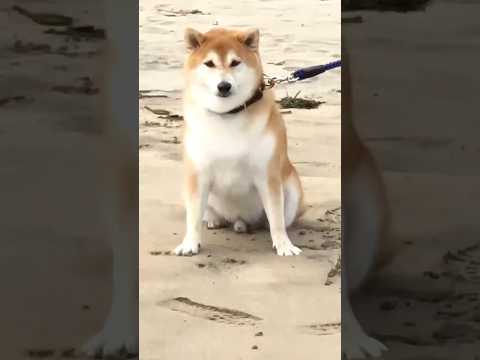 柴犬福 Swimできない柴犬🤣Shiba-Swim🤣shorts 姉と柴 bts swim 柴犬 shibainu j… サムネイル