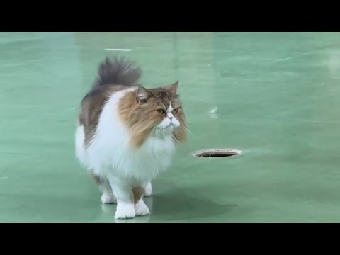 さぁ〜って☝️今日のナツメくんは😊 なかなか見れない猫によるショー ザ・キャッツ(午前)    那須どうぶつ王国にて… サムネイル