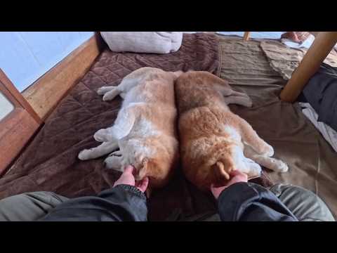 背中ピッタリ柴親子 サムネイル