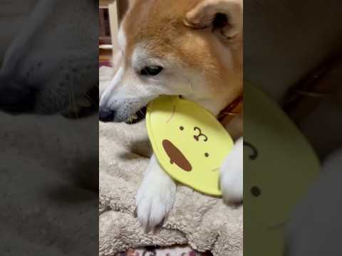 柴犬福 姉の弁当箱の蓋も奪った柴犬🤣Bad boy🤣姉と柴 shorts japanesedog 柴犬 shibain…
