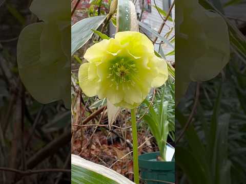 shorts クリスマスローズが咲きました〜　2026年4月10日 サムネイル