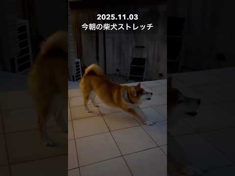 今朝の柴犬ストレッチdog doggie shibainu stretch yoga ストレッチ トレーニング 柴犬… サムネイル