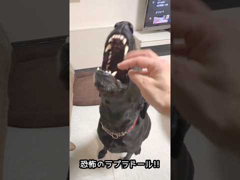 恐怖のラブラドール！！
