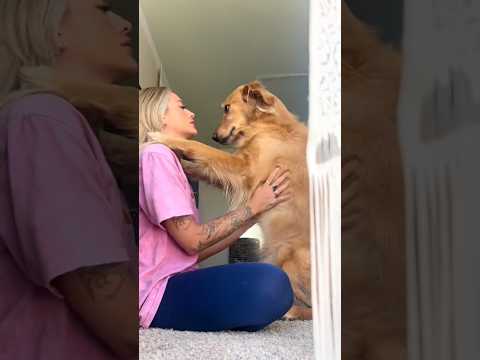 coming home to my golden retriever🥵 goldenretreiver dog ind…