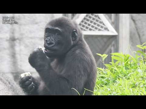 Gorilla D'jeeco family 空投食物。休息 / Jabali Ringo 邊吃邊玩。追逐打鬧 202… サムネイル
