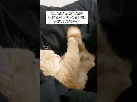 自分のしっぽに初めて気づいた猫の反応が面白すぎる ミヌエット 短足ミヌエット 子猫 shorts サムネイル