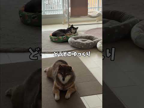黒柴🐕はお留守番を恐れていたけれど・・・ サムネイル