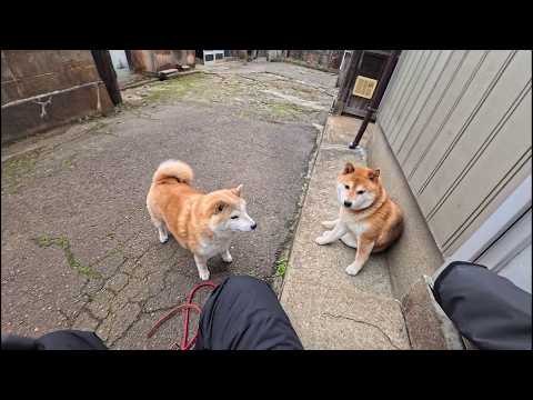 ネタバレですが落ちはモモさんがポムポムおウチに入っていくだけです サムネイル