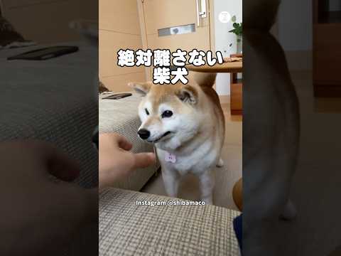 お気に入りは絶対に離さない柴犬　柴犬　犬　かわいい犬 犬のいる暮らし 癒し サムネイル