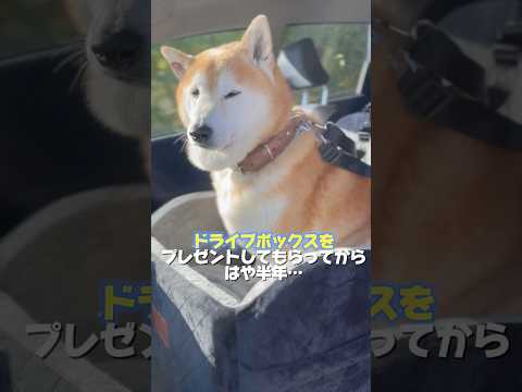 柴犬福 ドライブボックスで通院している立てこもりボーイ🤣Shiba-drive box🤩姉と柴 shorts 柴犬 시…