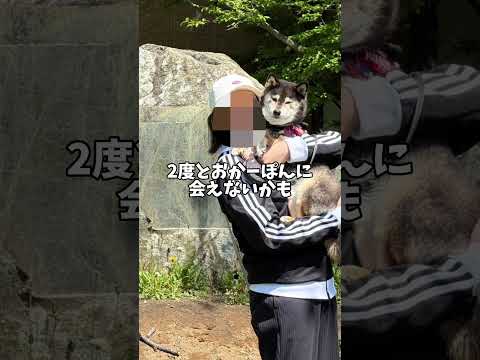 黒柴の悲劇！飼い主の裏切りの理由は？ サムネイル