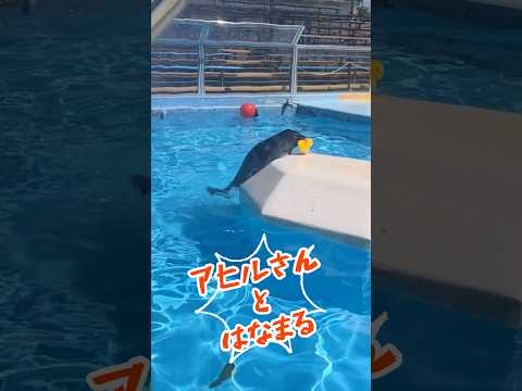 アヒルさんとはなまる　東武動物公園 zoo 癒し 動物 動物園 animals かわいい ゴマフアザラシ アヒルさん サムネイル