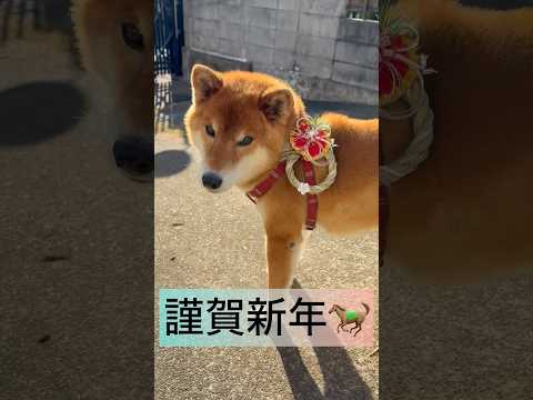 ’26.1.1 力丸の元日… 柴犬 柴犬のいる暮らし 柴犬の日常 正月 shibainu どアップ 食べる犬 力丸 サムネイル