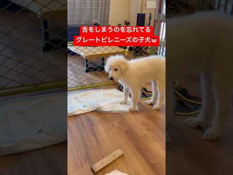 なんか出てるって🫘🤔#shorts #puppy #ゴールデンレトリバー #グレートピレニーズ #豆きち#ヤギ坊主 サムネイル