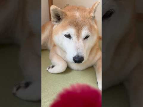柴犬福 ミッ〇ーに並ぶ国民的キャラ？なのに肉球してしまうフッキー🤣Sis and Shiba🤣姉と柴 shorts 柴… サムネイル