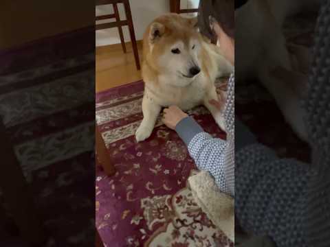 柴犬福 肉球の危機を察知し母にキレちらかすマザコン柴🤣Bad boy🤣shorts funny 柴犬 shibainu… サムネイル