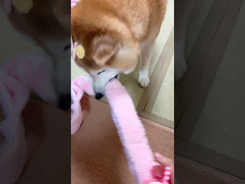 柴犬福 キャンディーのおもちゃで遊ぶもすぐに飽きるキャンディーフクフク🤣Sis and Shiba🤣姉と柴 short… サムネイル