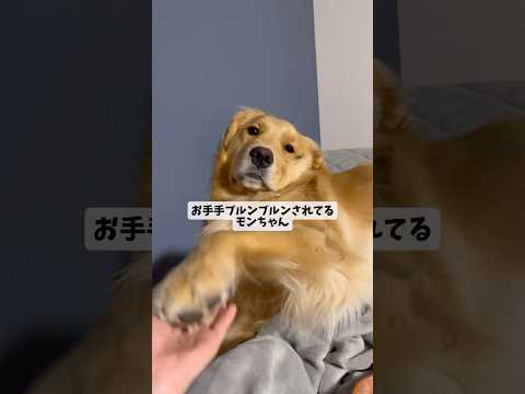 ミステリーサークルできるモンちゃんgoldenretriever ゴールデンレトリバー サムネイル