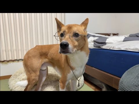 チワワの、のぶなが【柴犬と雑種犬ファミリーの爆笑日常】 がライブ配信中！ サムネイル