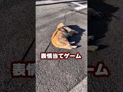 表情豊かな大型犬ゴールデンレトリバー 大型犬のいる生活 goldenretreiver サムネイル