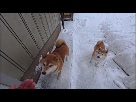 おウチに入る前に雪を払っていただきます！ サムネイル