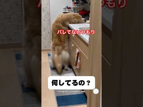 【隠し撮り】キッチンでこっそり食べるゴールデン　　ゴールデンレトリバー 大型犬　犬　かわいい犬 癒し サムネイル