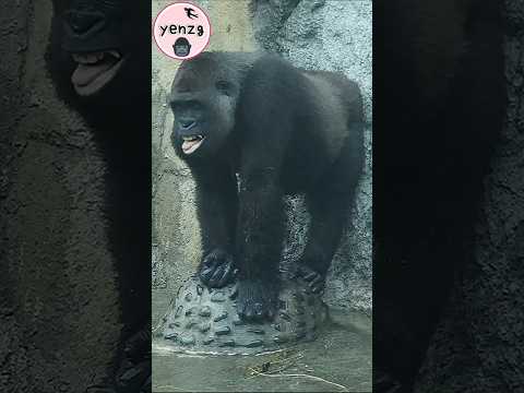 Gorilla Tayari像個小孩玩水洗頭吐舌好可愛 gorillatag taipeizoo 金剛猩猩 台北市立動… サムネイル