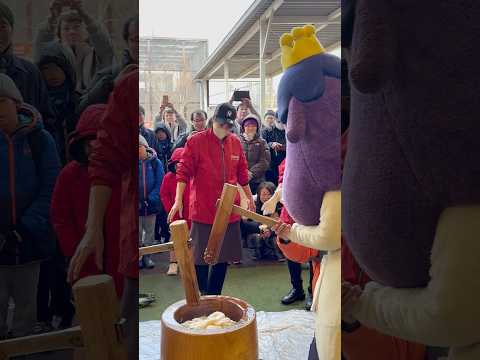 shorts おいでナスくんとカピナスちゃんも餅つき　那須どうぶつ王国にて　2026年1月1日 サムネイル