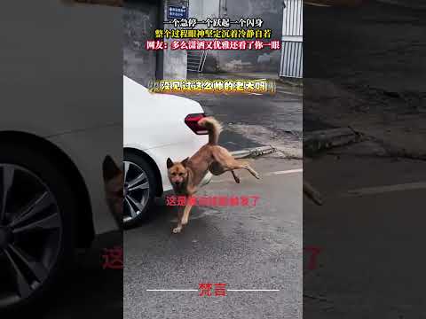 一個急停一個躍起一個閃身 整個過程眼神堅定沉著冷靜自若 狗狗 意外 有趣 dog amazing funny shor… サムネイル