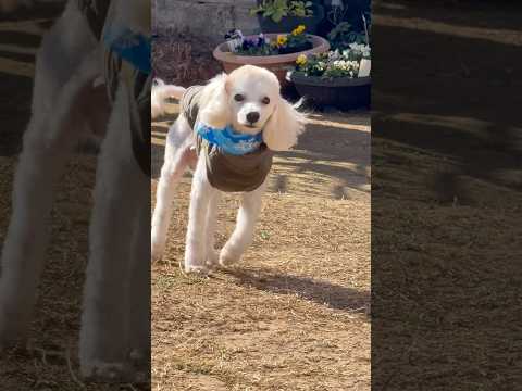 shorts タローちゃん トリミングして貰いました〜😊　2026年1月14日 サムネイル