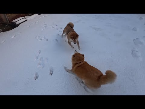さっきまでコタツで丸くなっていたのに 雪のお外へ連れ出した途端に駆け出して飛び跳ねるモモさん サムネイル