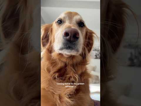 coming home to my golden retriever🥵 goldenretreiver dog ind… サムネイル