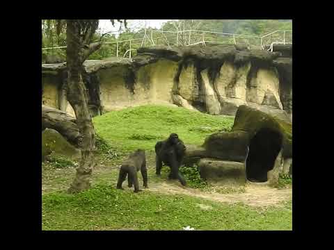 I Love My Mom.gorilla Iriki 15y3m old mom & son Ringo 4y11m…