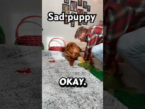 I have to bring him everywhere 😂 サムネイル