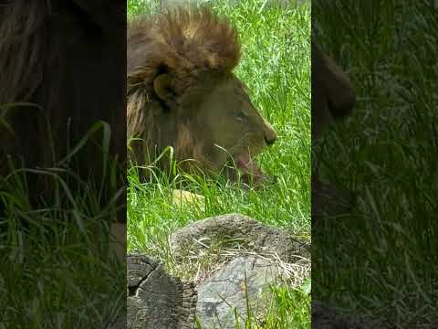shorts 屠体給餌 今日は誕生日！アレンくんの「ライオンのガブガブタイム」　千葉市動物公園にて　2026年5月9日 サムネイル