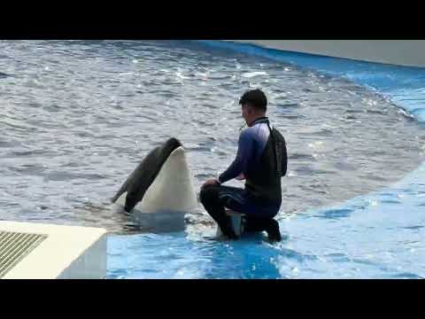 2回目パフォーマンス終了後のステラさん　須磨シーワールドにて　2025年12月30日 サムネイル